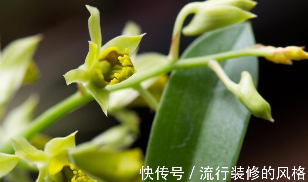 金钗石斛|什么花才是高大上，什么植物才是值钱货，大部分人都看错了