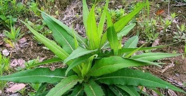 药用价值|农村一种野草叫“山莴苣”，路边遇见请珍惜，却是上佳的野菜