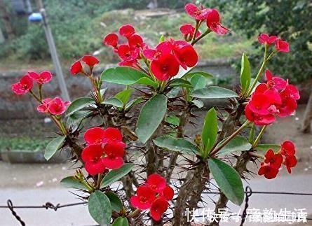 虫子|养花浇水时掺上它，虫子一个不留，省钱省事轻松开爆满盆