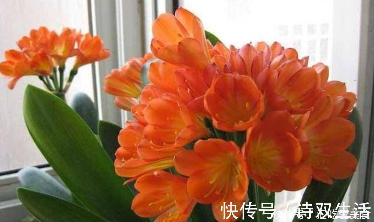 新手|最适合新手养的4种花，沾土就能活，满树都是花朵，漂亮极了