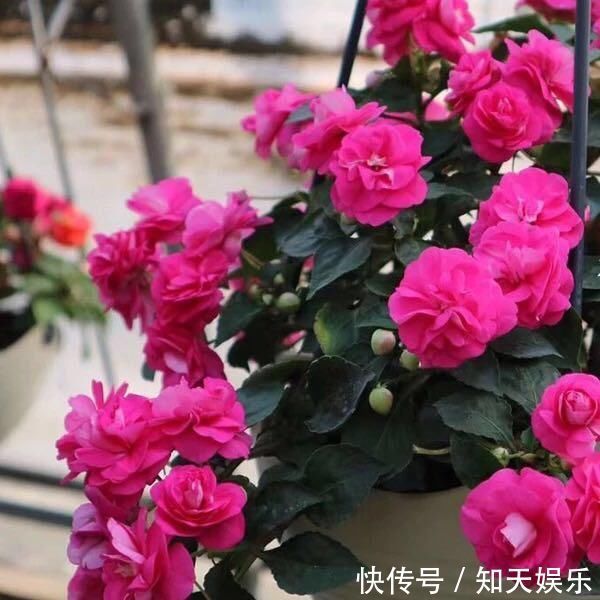 比长寿花还好养的“1种”阳台花，到了3月满盆冒花苞，谁养都活