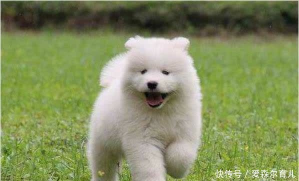 福气狗过了50岁,一定要花一分钟好好看看