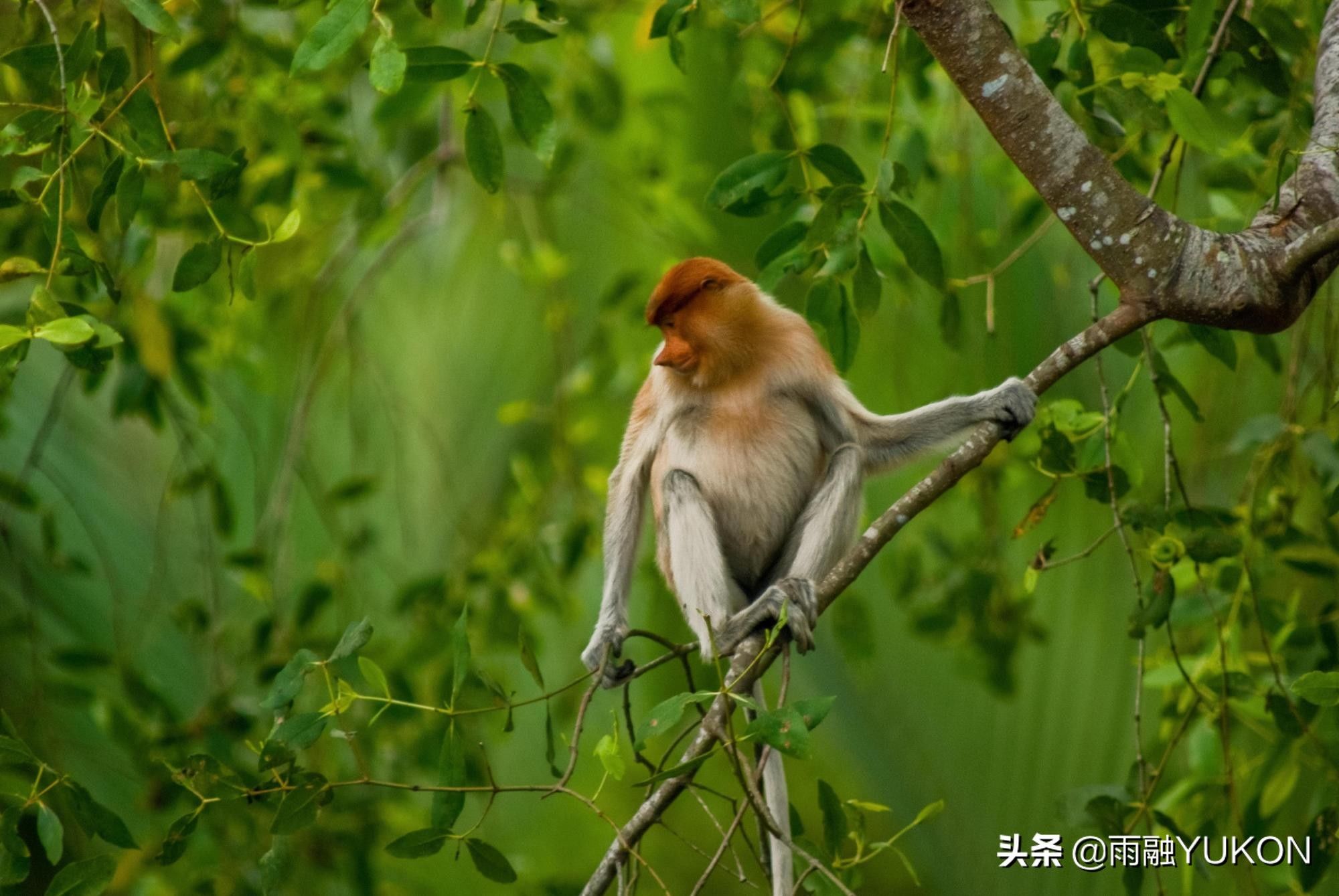 同时被三国管理的岛：全球仅此一个，中国曾在1606年前就发现此岛