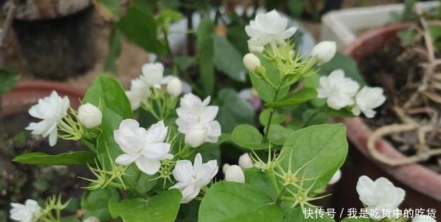 茉莉花僵苗怎么办2个“动作”改过来，新芽又窜满，开花开不停！