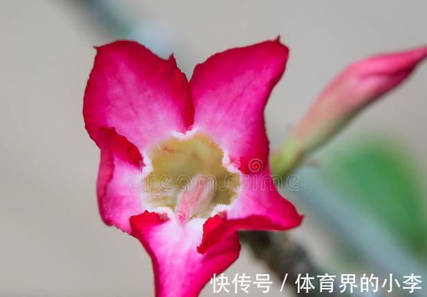 盘点一下今年被我养挂掉的花，品种不多，第6种现在还觉得很可惜