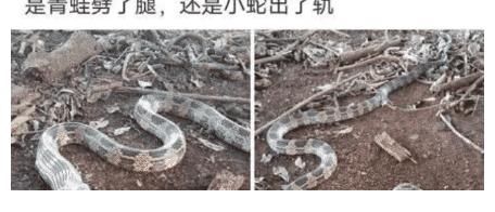 军粮|小胖子能上战场吗？军粮是不是都被你吃了？