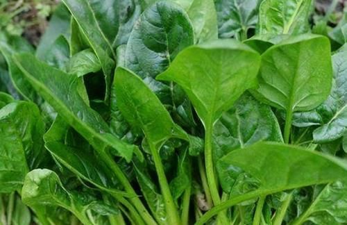 空心菜|羨慕別人皮膚好，不妨常吃3物，刮油減脂，滋養(yǎng)肌膚，活出少女感