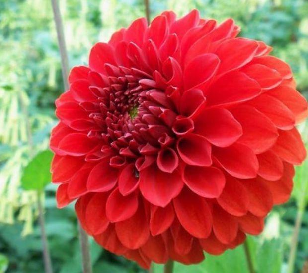 3种花很漂亮,好养易活能爆盆,花香四溢飘满屋,美爆了