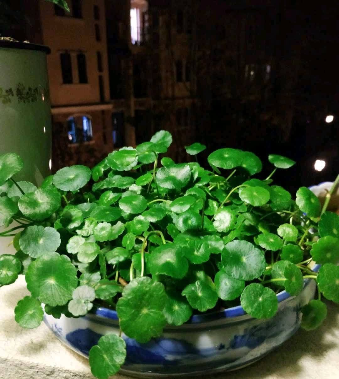 春天来临，这5种盆栽要修理一番了，剃成小光头，开花更顺利