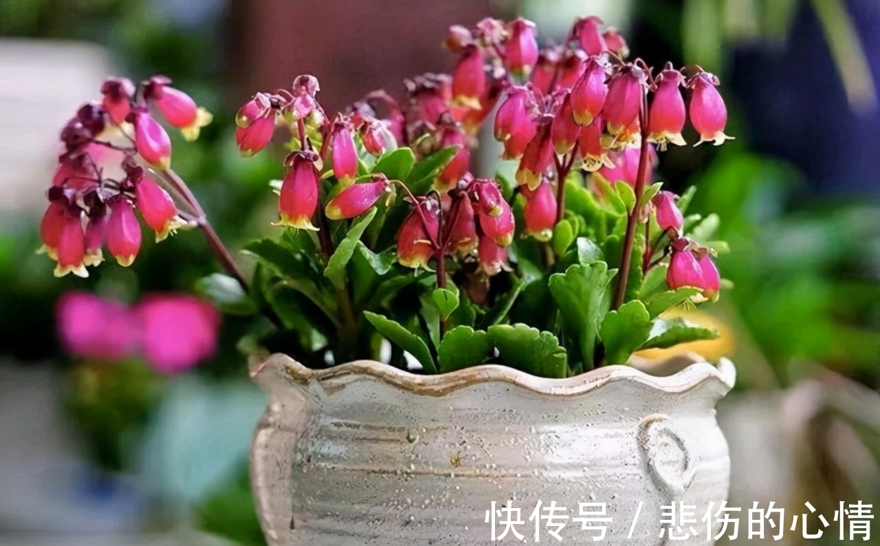 水仙花|这3种“年宵花”是一次性的，开花后就“不再复花”，别花钱买了