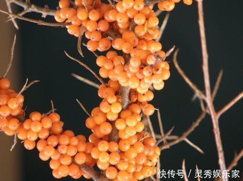 总黄酮|高温来袭,女性可多吃此野果,清热解毒、抗衰老,子宫也光滑了