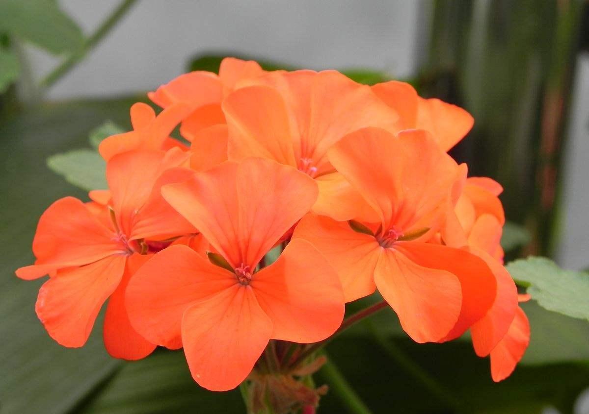 养花试试这几款，开花后，修剪一次，添加肥料，它能开得又亮又美