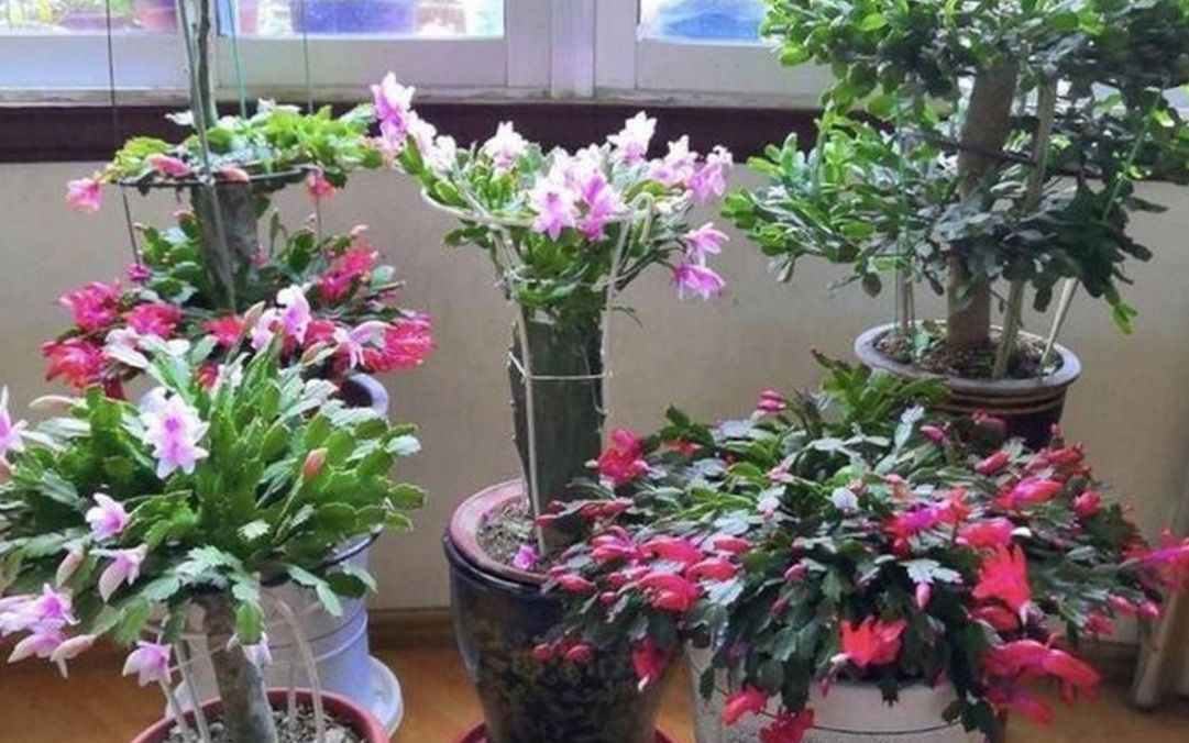 蟹爪兰过年期间怎样养护?这几点很关键,做错了就会影响开花!