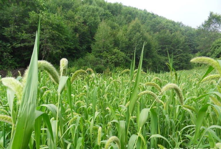 农村很普通的野草，人称“狗尾巴草”，殊不知全草可入药