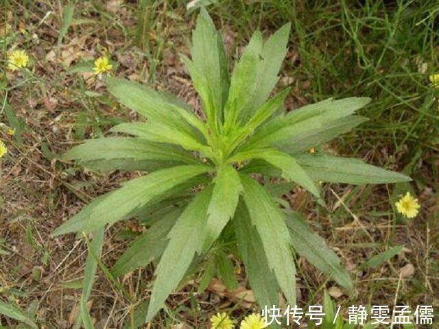 小知识|乡下1种蓬松小草，路边随处可见，常人遇到将其当杂草，错过宝贝