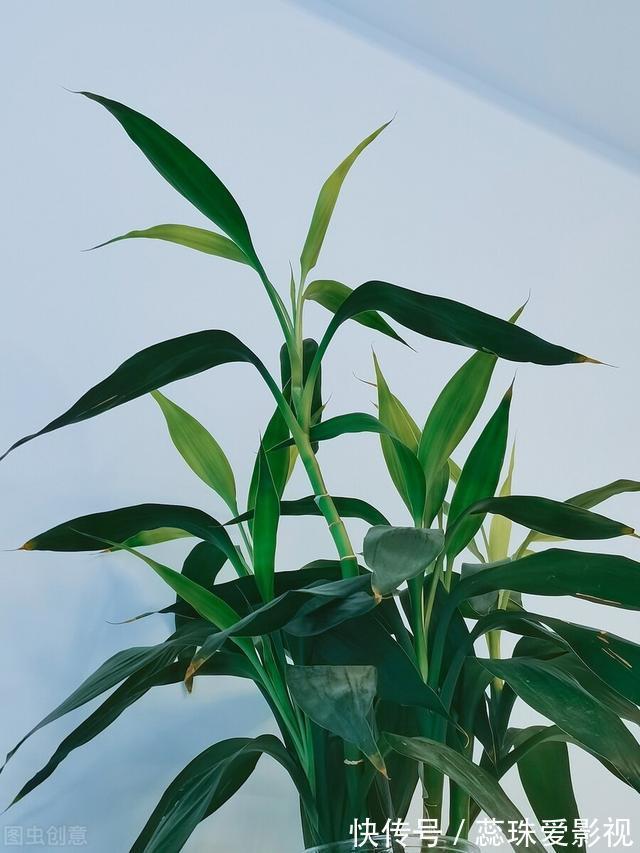 单数|为什么富贵竹“养单不养双”?老阿姨一句话,庆幸自己养对了