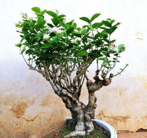 茉莉|花市碰上这几种“花老桩”,便宜也不能入手,带回家养不活不开花