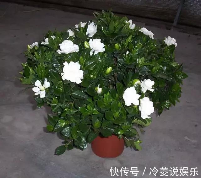 根系|新买的栀子花，黄叶掉花苞，猫腻全在花盆里，看一眼就明白
