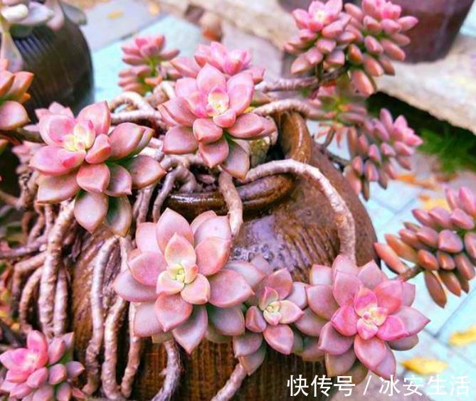 家里的破瓦罐破坛子,丢了真可惜,用来养多肉别有一番韵味