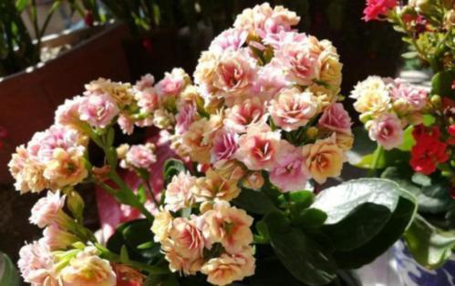 长寿花开败后,给它“理个发”,喂点大补肥,还能再开一茬花!