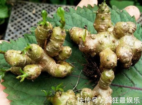 腰间盘突出|农村常见没人要的野草,却是腰间盘突出的“神药”,七天就见效