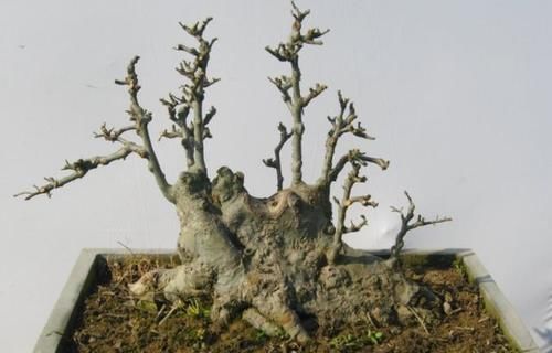 材料|树桩盆景成活以后,树桩材料如何加快苍老速度?有哪些操作要领?