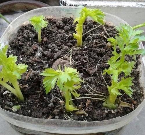 别再嫌弃油桶没用了,处理一番栽花种菜做支架,让城里人长见识