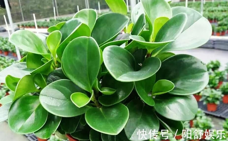 想在桌面养一盆植物,可以试试这种多肉,养护简单,叶片四季常绿