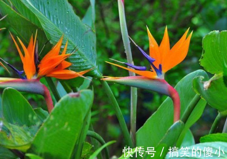 贺望兰|客厅最适合养3种花,旺人又聚财,四季常青,生机有活力