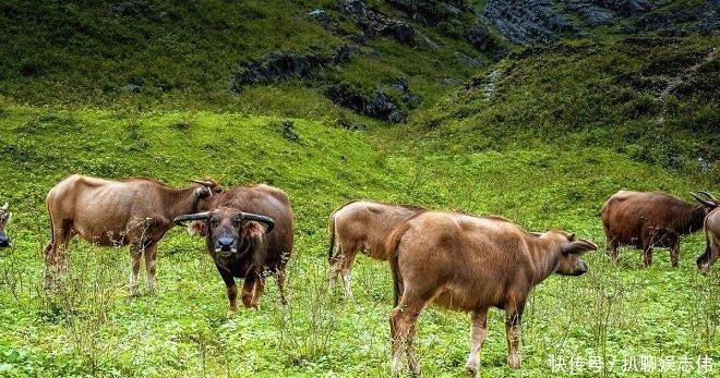 牛肉|中国历史上, 这种动物的肉是唯一明令禁吃的, 你知道是什么吗