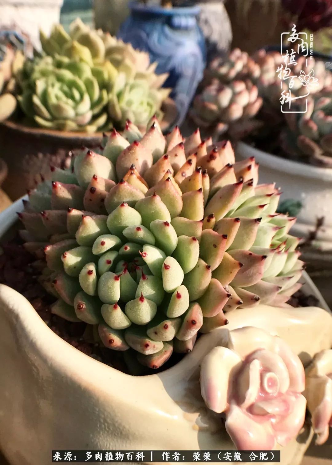 金秋时节，变化带来的惊喜不正是养肉的乐趣所在么！