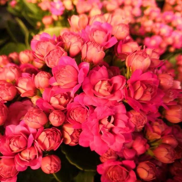 养花施肥小窍门记住“3个不要”，肥料用得少，花儿长得壮