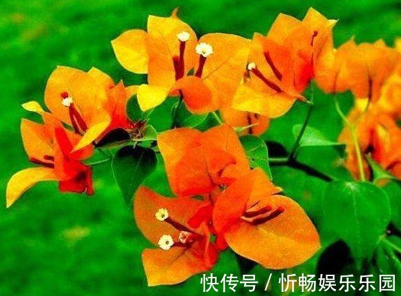 柠檬黄三角梅|喜欢三角梅,不如养盆“精品”柠檬黄三角梅,金光灿灿,开花爆盆