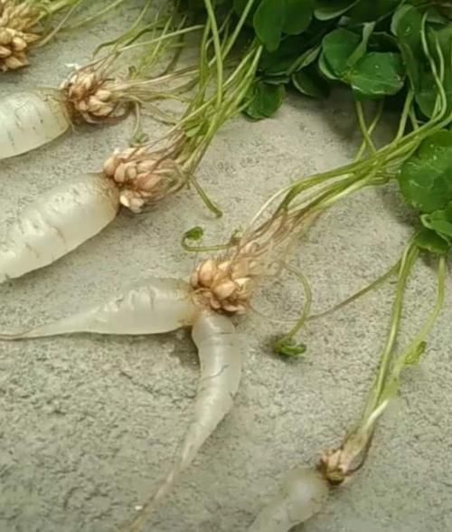 人参|乡下菜园一野草，当猪菜都嫌弃，可不料其根茎被誉为“水晶人参”