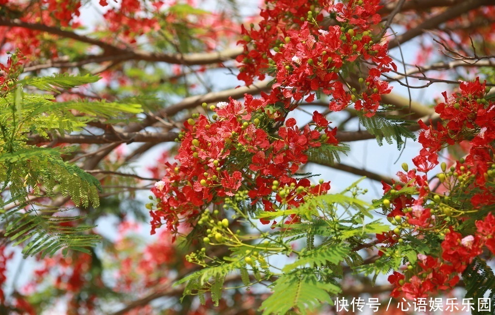  此花所代表的是离别，虽然也是思念的花，但却总是被人遗忘