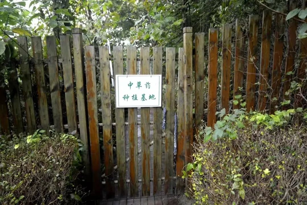 小学|滨州这两所小学，入选山东省首批中医药文化进校园试点学校