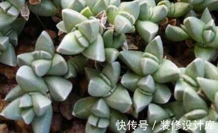 湿润|养花试试这几款,叶片很小,生长速度很快,非常迷你