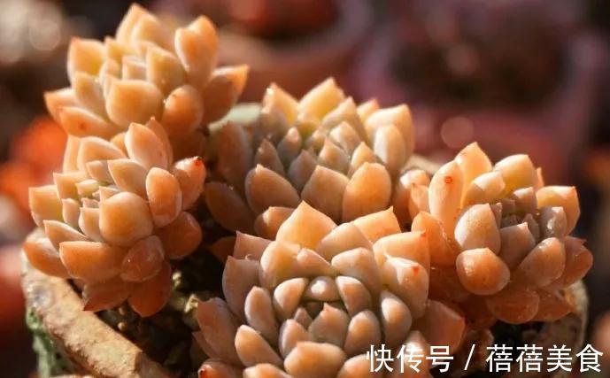 温差越大多肉状态越好,关于这点,你需要了解其中的B面