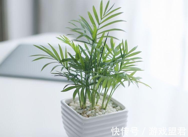 农历九月二十九霜降后，养什么花？以下3种花，事业兴旺红红火火