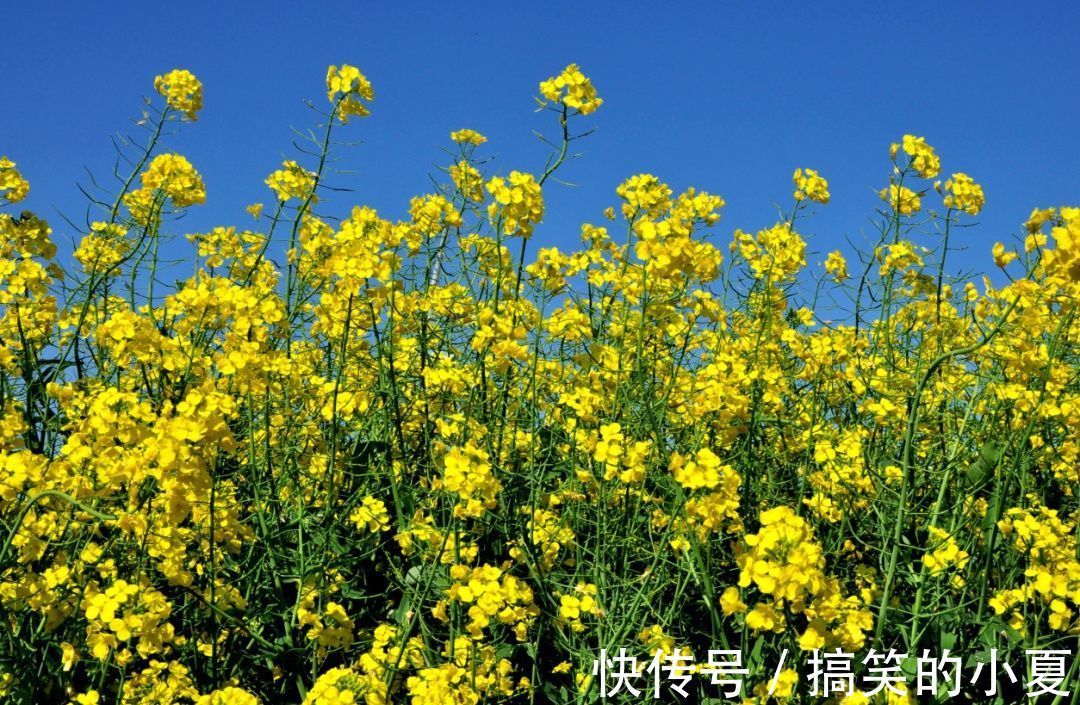 五彩|赶趟末班车，去长兴岛赏千亩五彩油菜花田