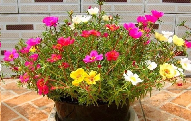 风信子|这18种超级好养的植物，养花新手也能养的很好!