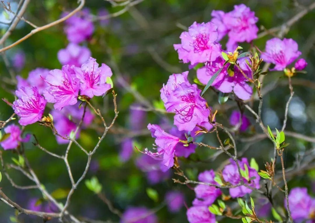 5月来龙湾看野生杜鹃花，这些人免票！