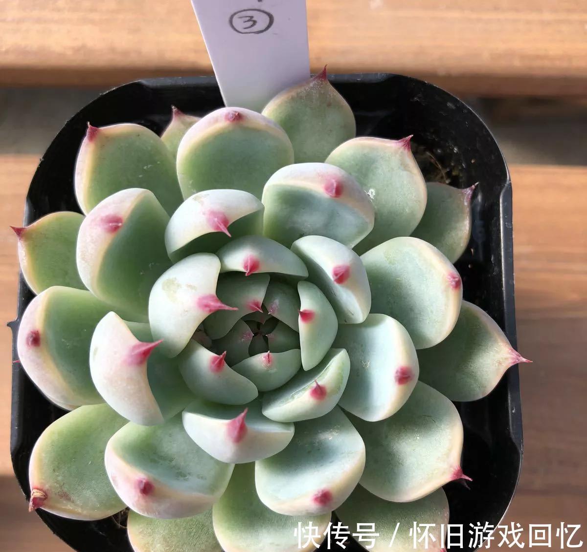 多肉中的美仙子，凭实力排在首榜，不养它是你的损失