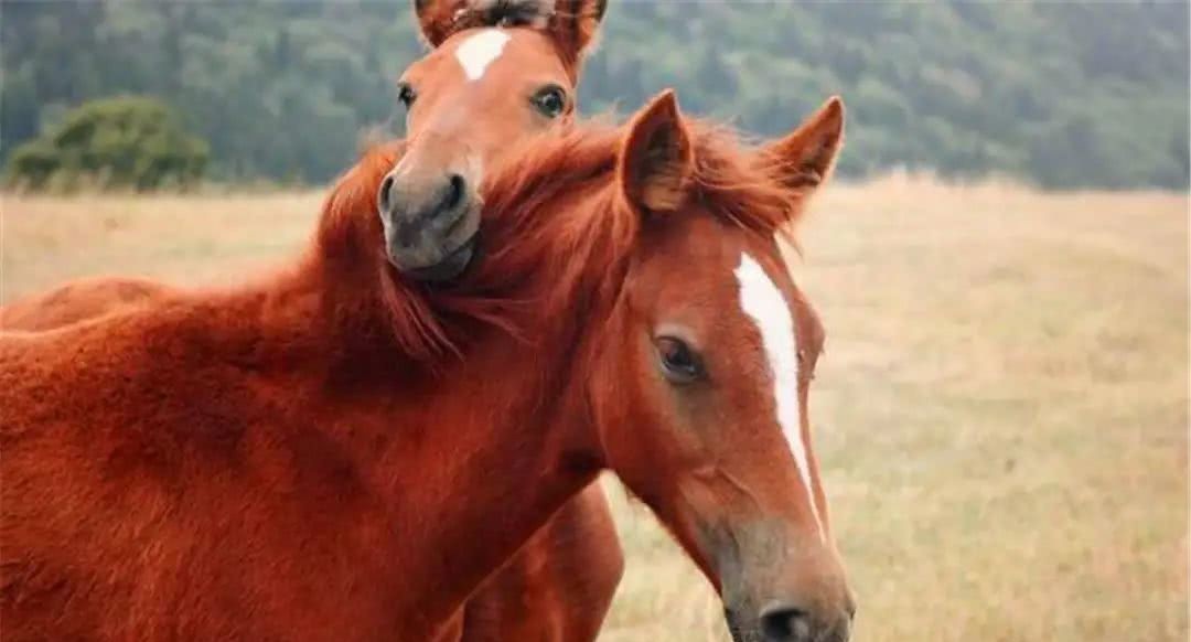 倚天剑|三国时期最强装备盘点、最强武器在曹操手中、最强铠甲归董卓所有