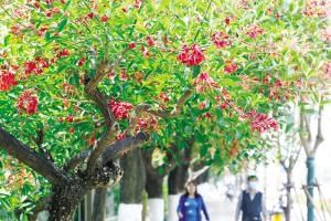 走，到这两条路上看鸡冠刺桐花