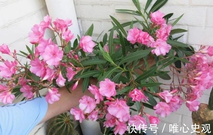 在家养|“4种花”别在家养 ,枝叶都有毒,尤其第3种,再漂亮也别养!