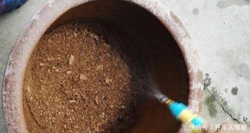 养兰花,用点“万能肥”,叶子油绿挺拔如箭,嗖嗖冒花箭!