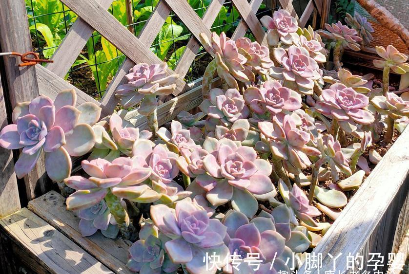 血斑紫乐?糖心紫乐?可别交智商税了!其实多肉紫乐就只有一种