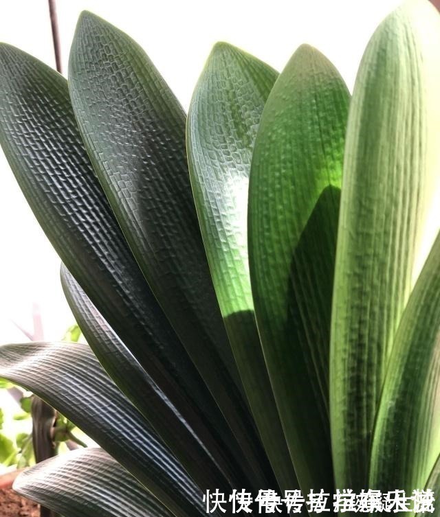 土壤|想要君子兰长得好长得快，这4点一定要做足“功课”，不然长不好！