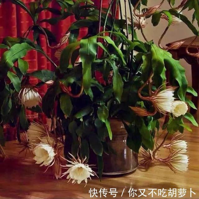 卧室养花就选这八种，安神又助眠，卧室摆几盆，一夜好梦睡得香